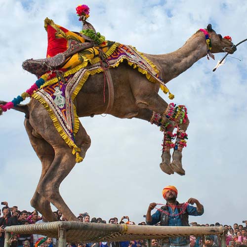 Bikaner Camel Festival 