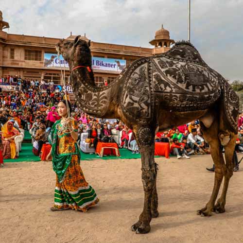 Bikaner Camel Festival