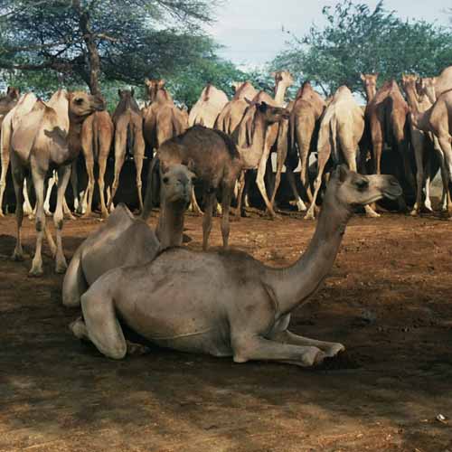 National Research Centre on Camel 