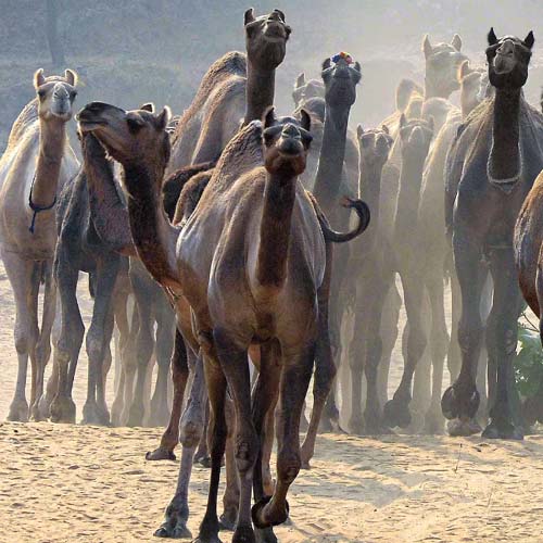 National Research Centre on Camel Rentals