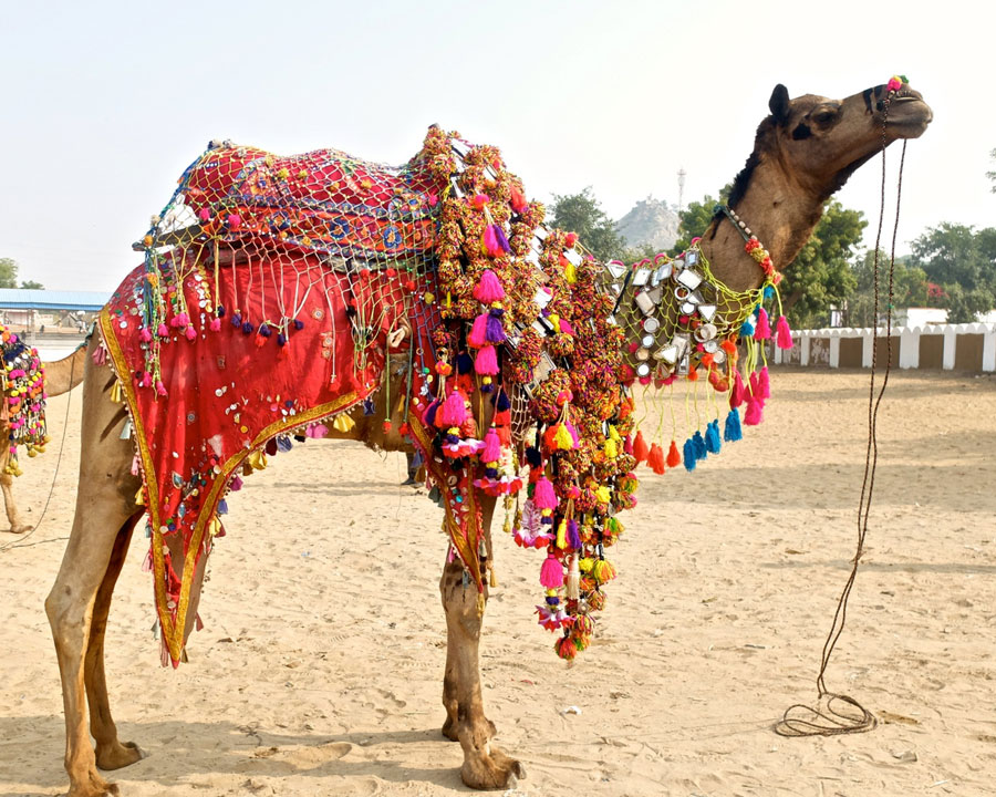 Delhi Mandawa Bikaner